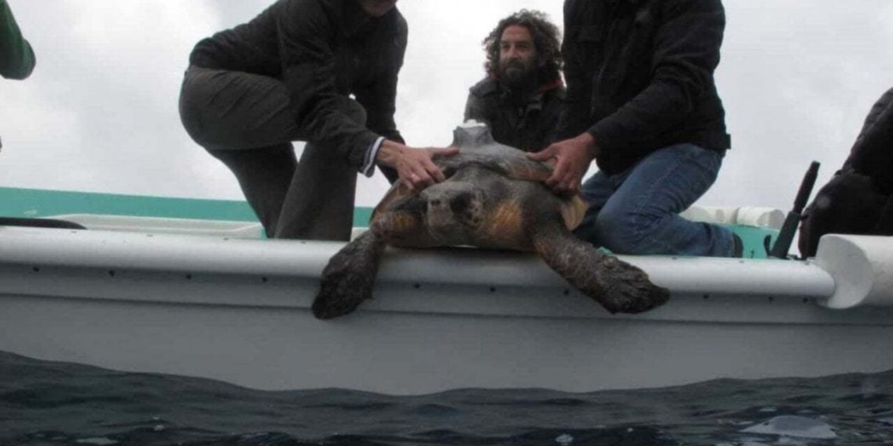 Nell’ospedale delle tartarughe marine: 8 su 10 hanno mangiato plastica