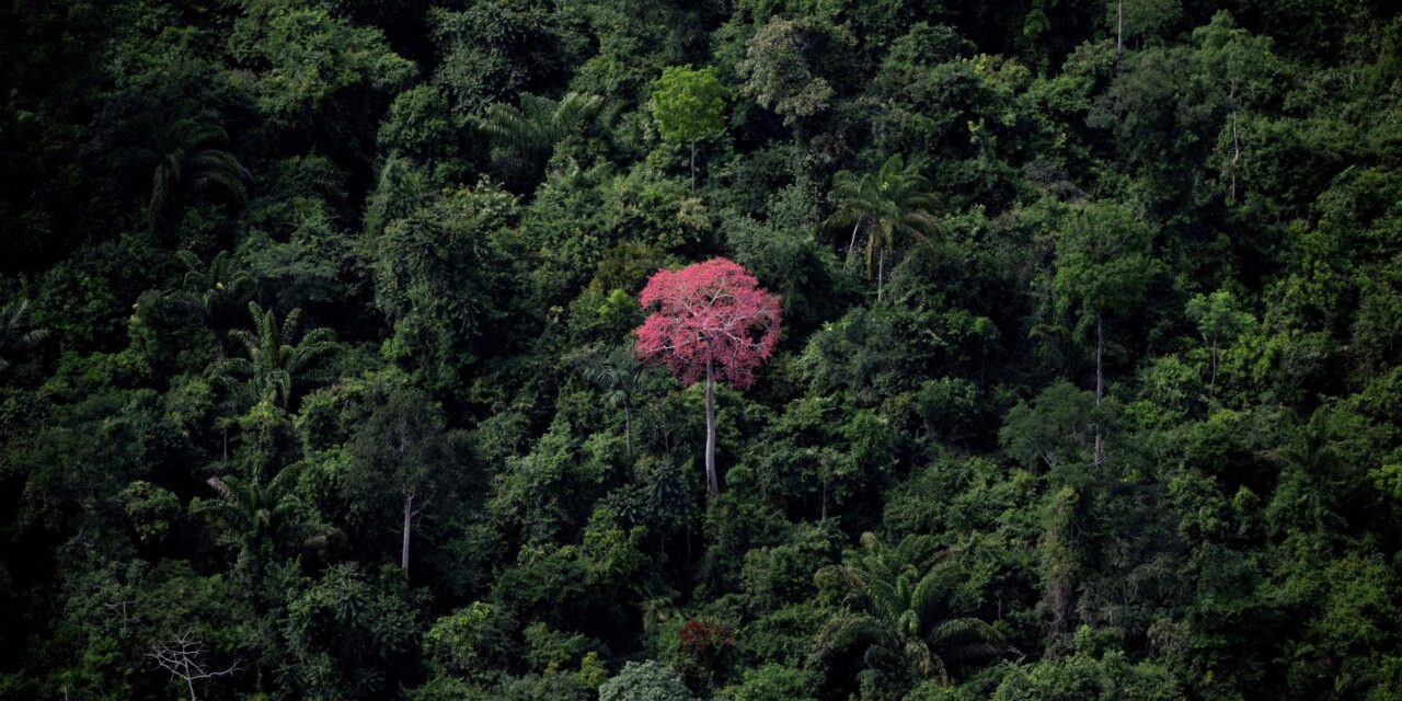 Le foreste da sole non potranno aiutarci ancora a lungo