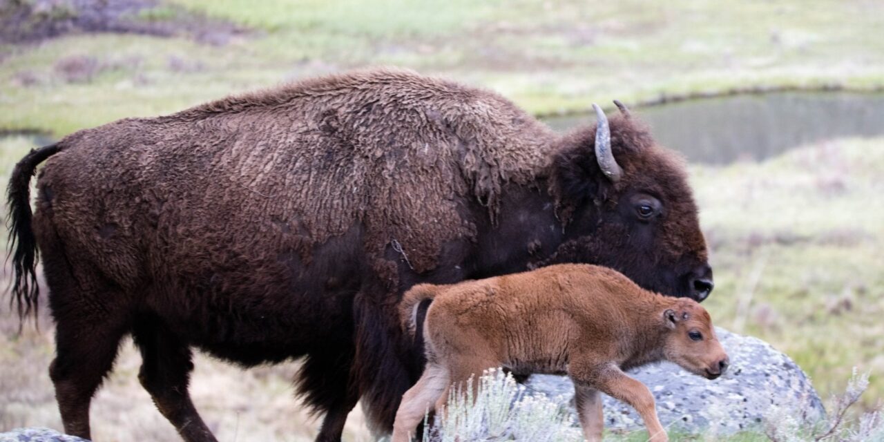 Turismo e fauna selvatica: il caso di un cucciolo di bisonte soppresso a Yellowstone