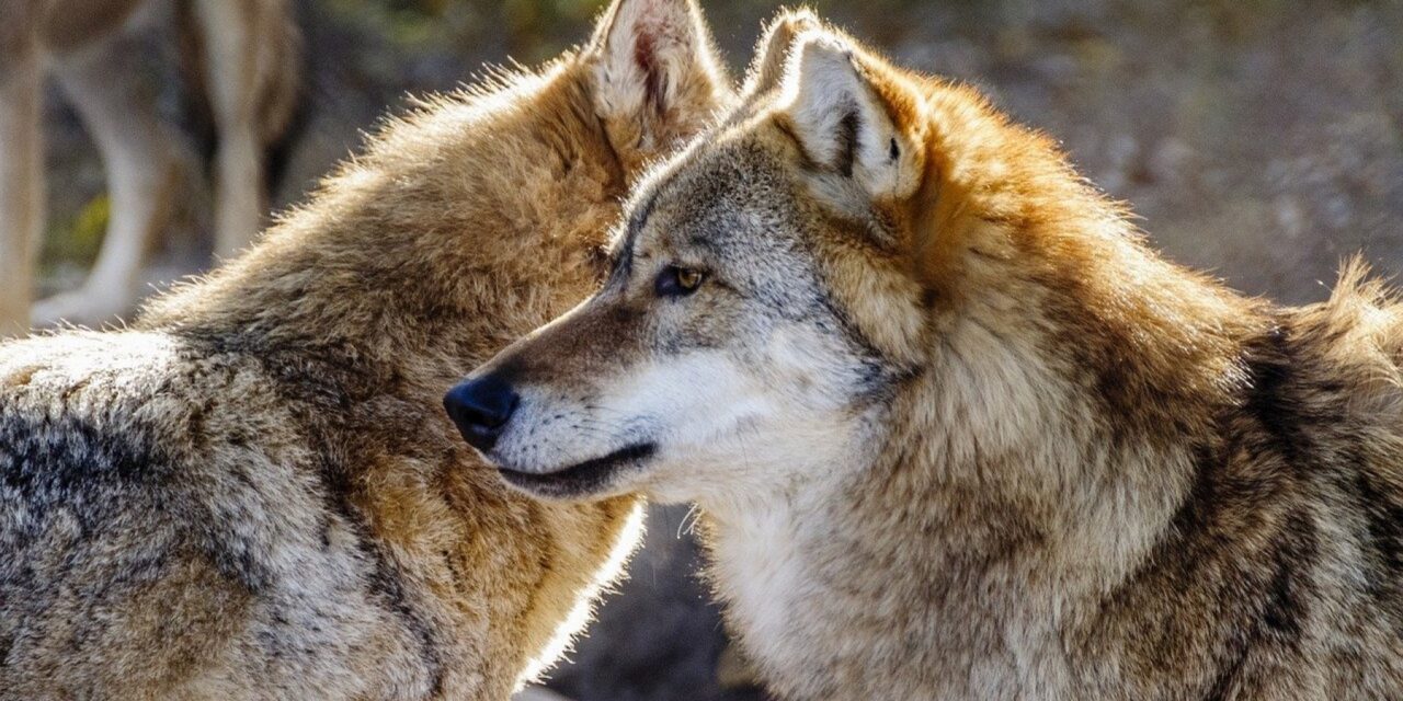 I lupi, come i cani, riconoscono la voce di persone a loro familiari