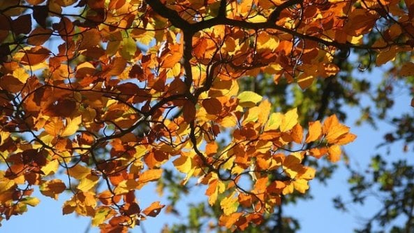 Faggio: i segreti del bosco e come coltivare l'”albero dei graffiti”