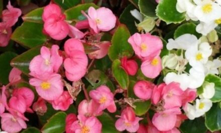 Begonia: varietà, coltivazione e cura