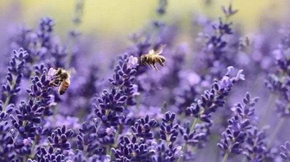 Fiordaliso: l’arte di coltivare il fiore a rischio estinzione