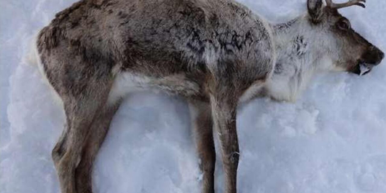 Malattia del cervo zombie, dai casi al rischio di trasmissione animale-uomo: cosa bisogna sapere