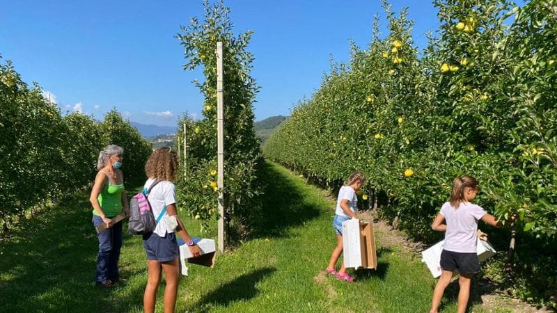 Trentino, raccogliere le mele per riscoprire i territori: la proposta alternativa contro il turismo di massa