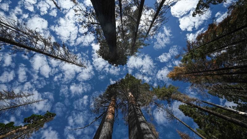 California: riforestare il parco delle sequoie per salvarle da estinzione. Il no degli ambientalisti: “La foresta ce la farà da sola”