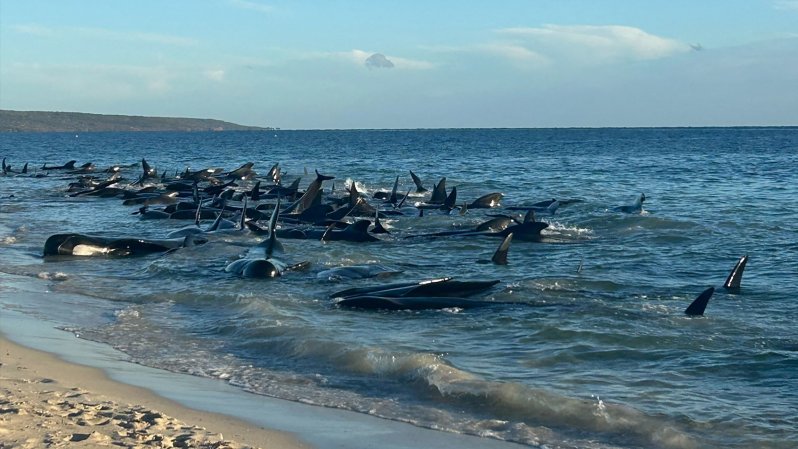 Balene spiaggiate in Australia, maxi operazione per salvarle