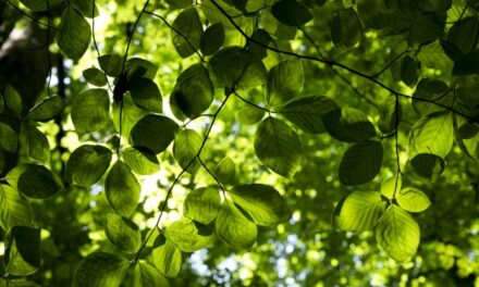 Fiumicino, cento nuovi alberi nel parco Forti