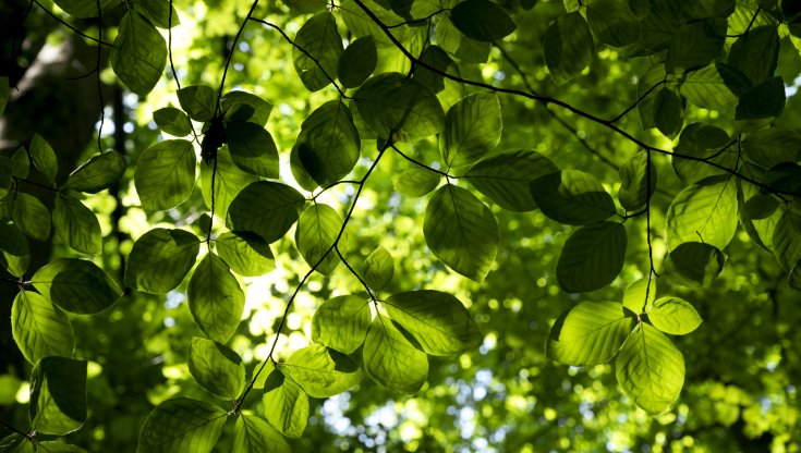 Fiumicino, cento nuovi alberi nel parco Forti