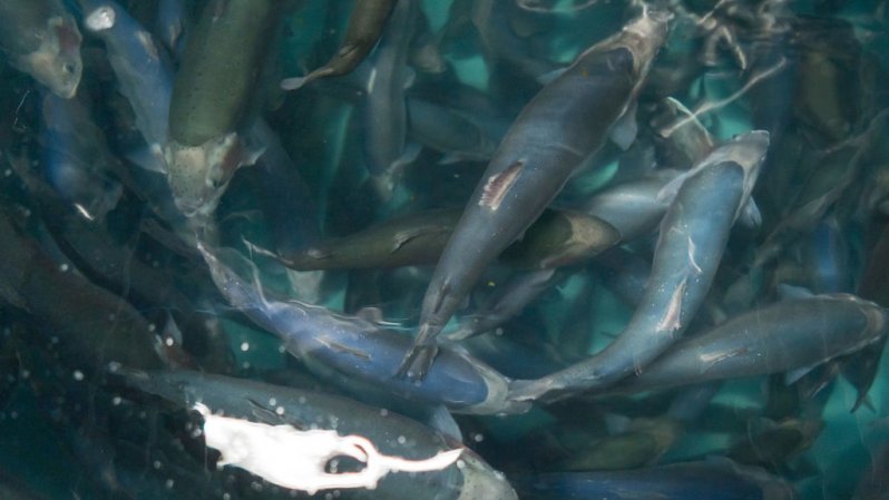 Gli allevamenti di salmone insostenibili costano a noi e alla biodiversità