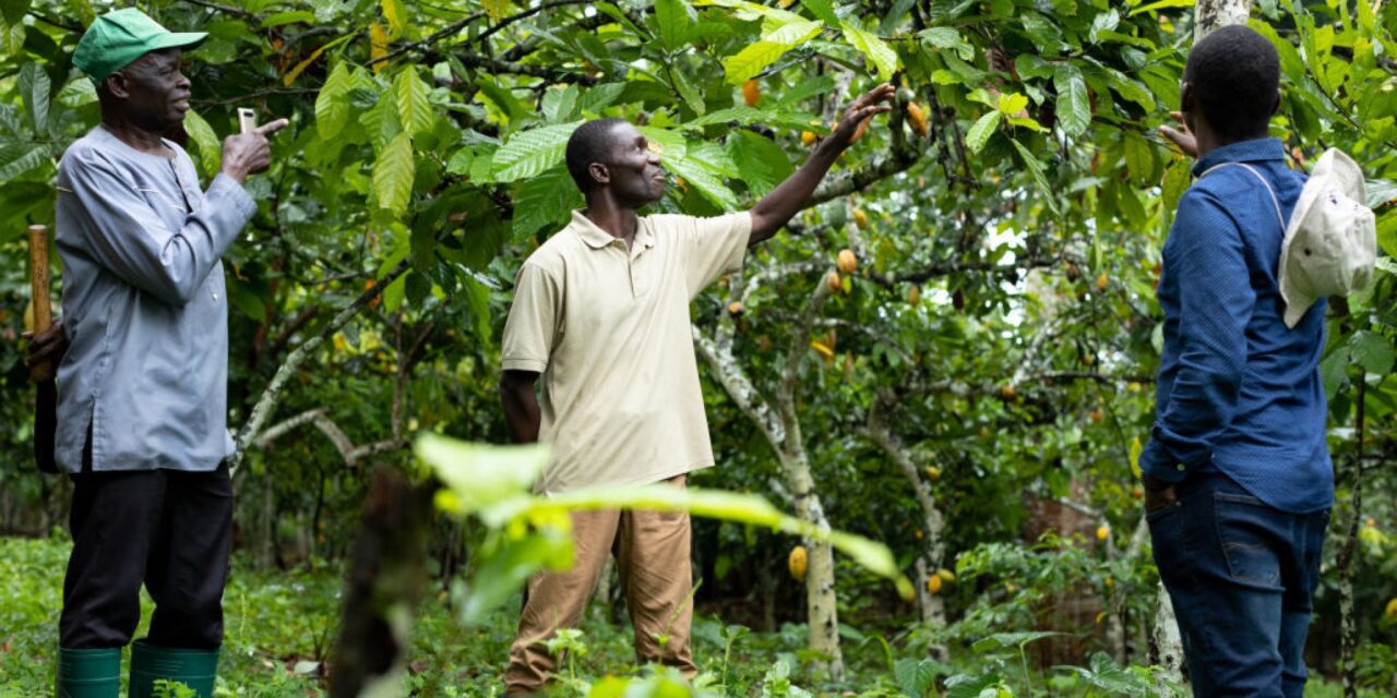 In Africa alberi “vaccinati” e semina intelligente contro il virus del cacao