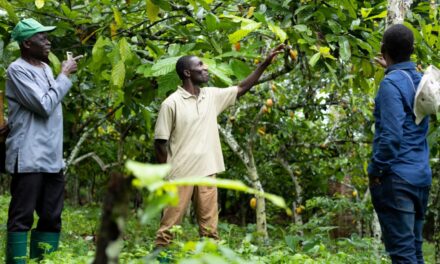 In Africa alberi “vaccinati” e semina intelligente contro il virus del cacao