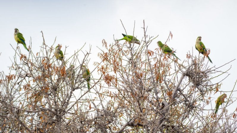 Caccia ai parrocchetti monaco? La Puglia chiede aiuti contro la specie invasiva