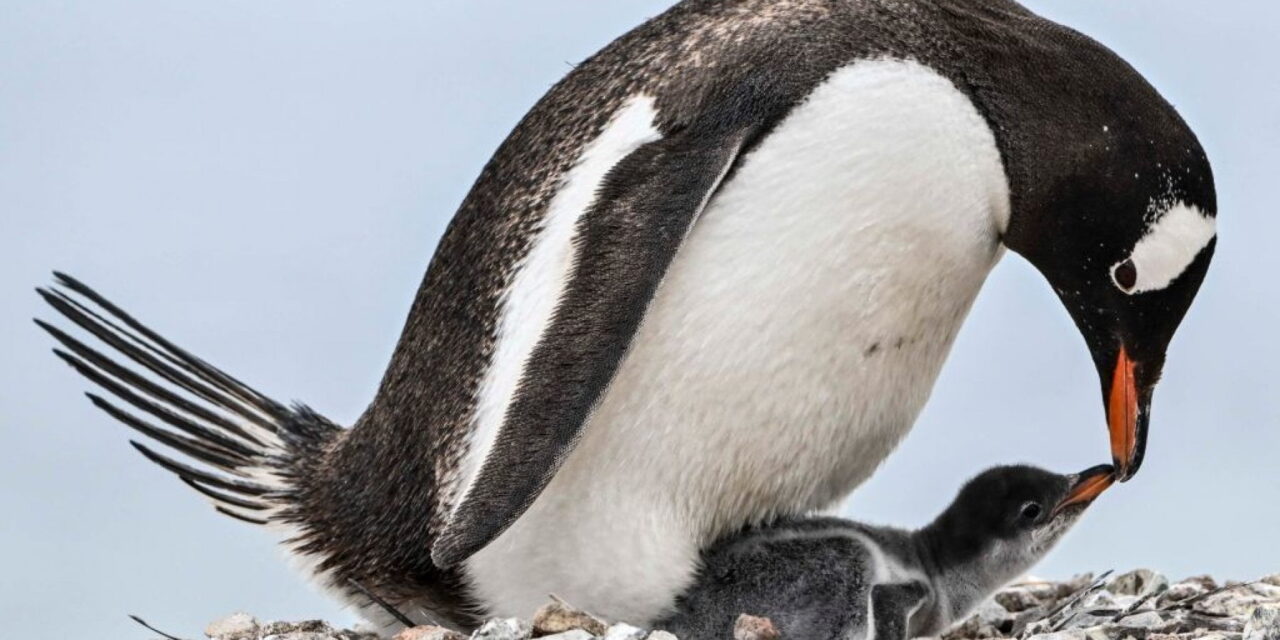 In Antartide il buco dell’ozono sta danneggiando foche e pinguini