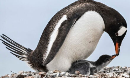 In Antartide il buco dell’ozono sta danneggiando foche e pinguini