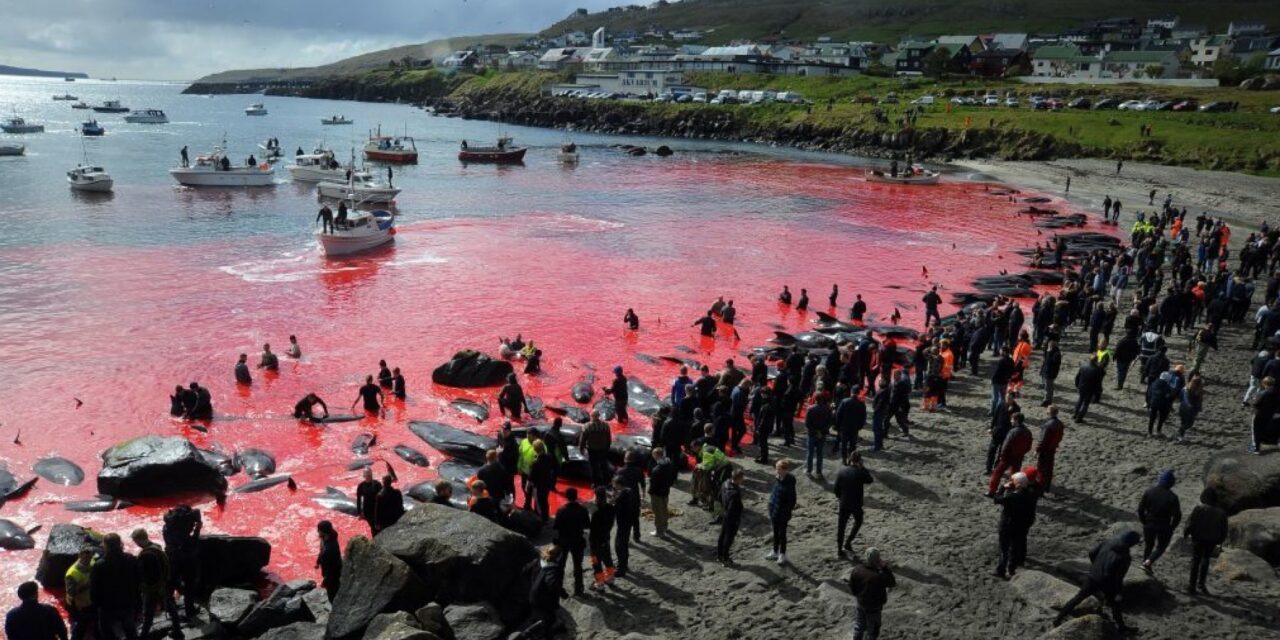 Isole Faroe, gli ambientalisti chiedono all’Europa di fermare la mattanza delle balene pilota