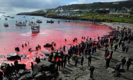 Isole Faroe, gli ambientalisti chiedono all’Europa di fermare la mattanza delle balene pilota