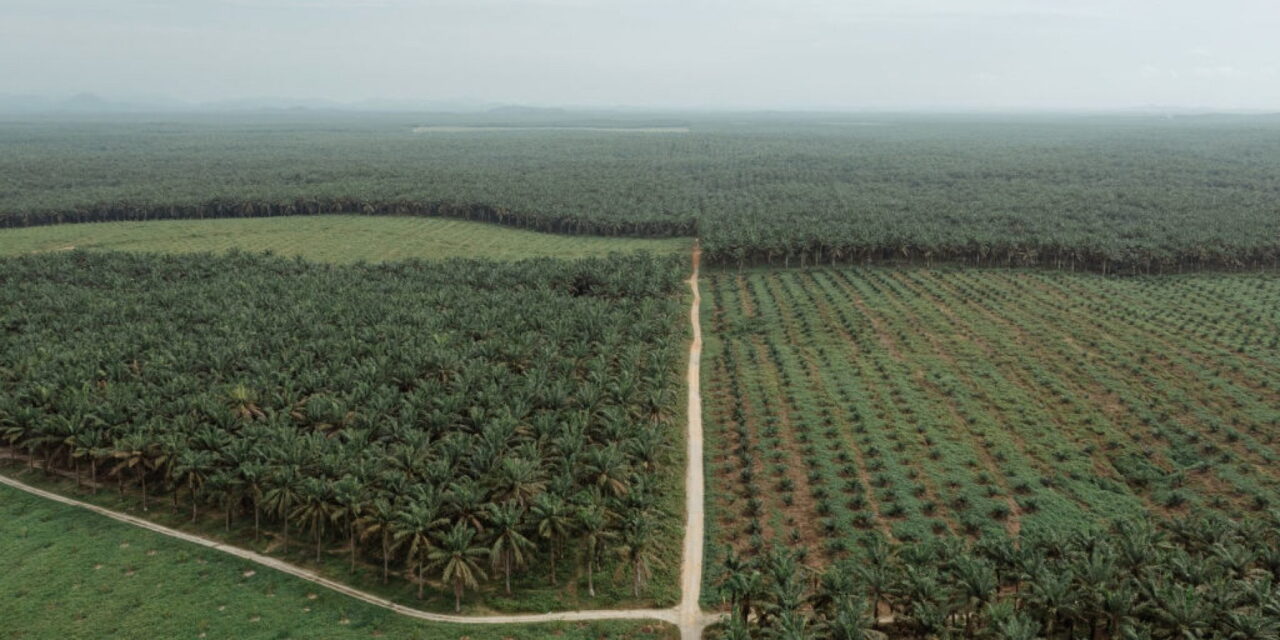 Le strade fantasma stanno uccidendo le foreste tropicali