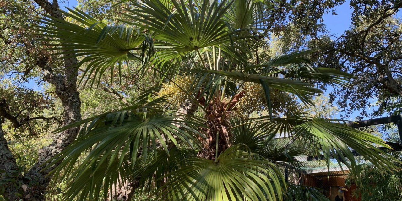 La palma super resistente che ha invaso il Nord Italia