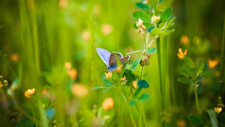 Quando la finanza etica salvaguarda la biodiversità 