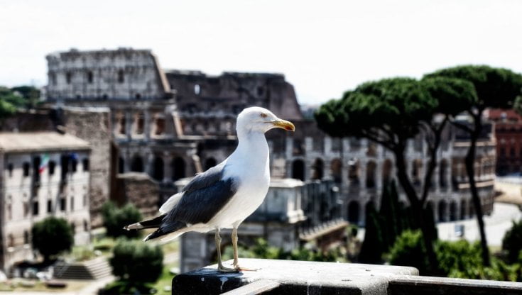 Dalle scogliere alle città: i gabbiani con cervelli più grandi si adattano meglio