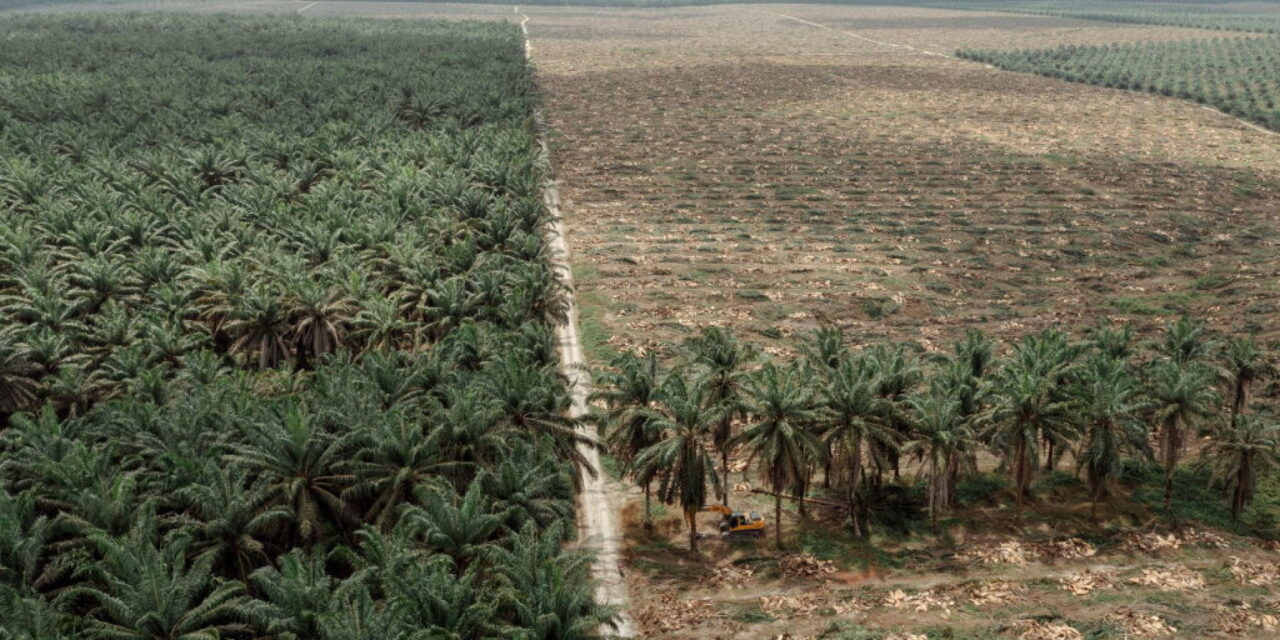 Le piantagioni di palme da olio hanno un impatto anche sull’acqua