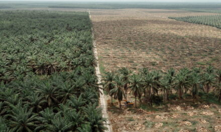 Le piantagioni di palme da olio hanno un impatto anche sull’acqua