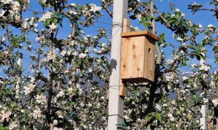 La biodiversità nascosta tra i meleti della Val di Non