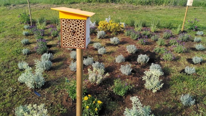 Città a misura di api: un progetto per la tutela degli impollinatori