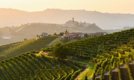 La filiera del vino punta sull’innovazione per una crescita più sostenibile