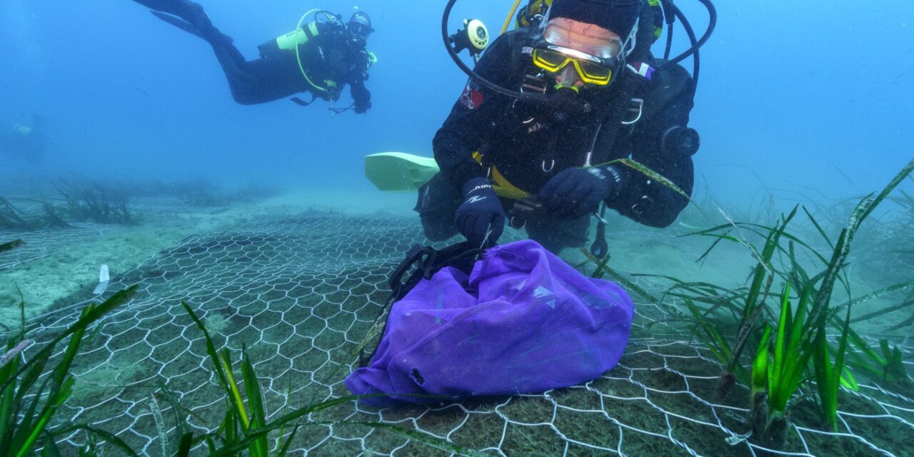 Una stuoia verde per salvare la posidonia, oro blu del Mediterraneo