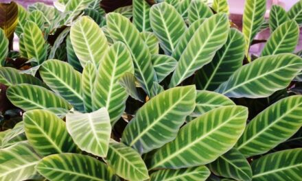 Calathea: tipi e cura della pianta che purifica l’aria