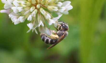 Perché aiutiamo gli insetti impollinatori e come farlo