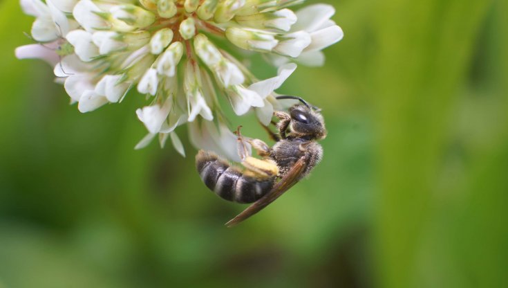 Perché aiutiamo gli insetti impollinatori e come farlo