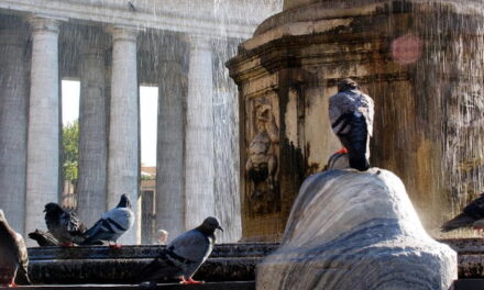 Il problema dei piccioni in città. In Germania c’è chi sceglie l’uccisione cruenta