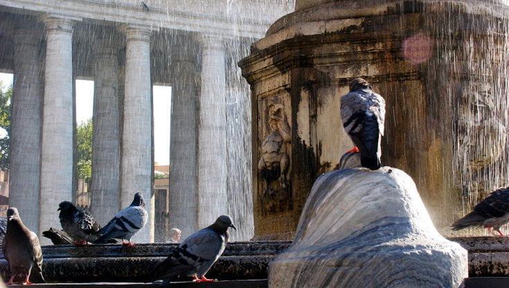 Il problema dei piccioni in città. In Germania c’è chi sceglie l’uccisione cruenta