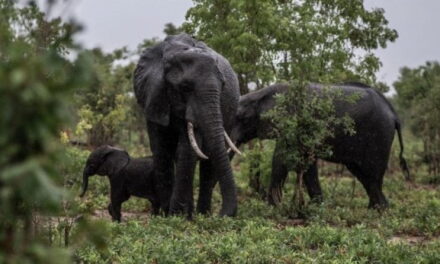 La difficile tutela degli elefanti africani: troppi in Zimbabwe e in estinzione altrove