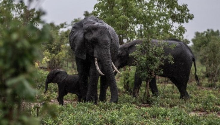 La difficile tutela degli elefanti africani: troppi in Zimbabwe e in estinzione altrove