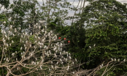 Le foreste minacciate dal traffico di droghe e con loro anche gli uccelli
