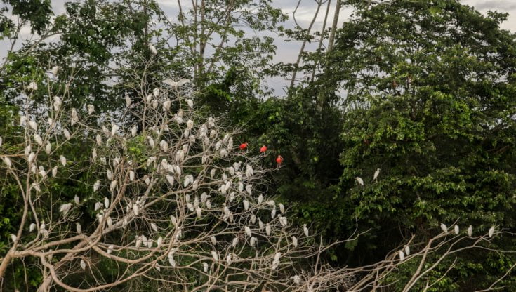 Le foreste minacciate dal traffico di droghe e con loro anche gli uccelli