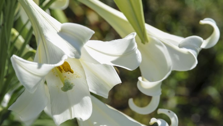 Lilium (giglio): coltivazione in vaso o giardino e cura