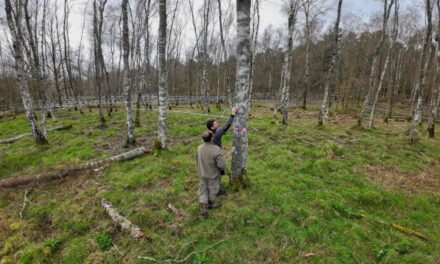 Approvata a sorpresa la Nature Restoration Law. Esultano gli ambientalisti