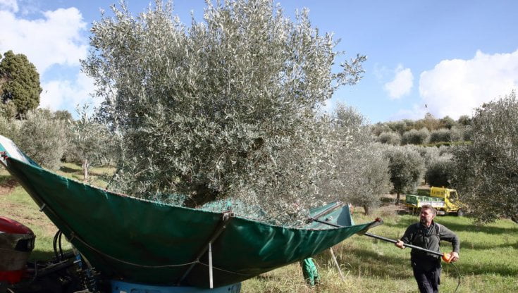 Desertificazione e siccità mettono a rischio le colture tradizionali italiane