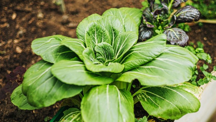 Pak choi: coltivazione e cura del cavolo cinese