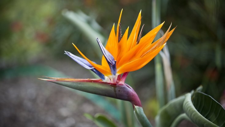 Strelitzia: in giardino o in vaso, come prendersene cura