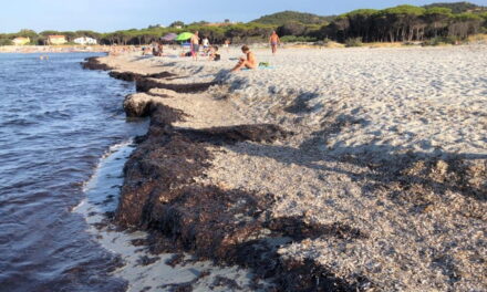 La polemica sulla posidonia: fa bene alla spiaggia, ma non piace ai bagnanti