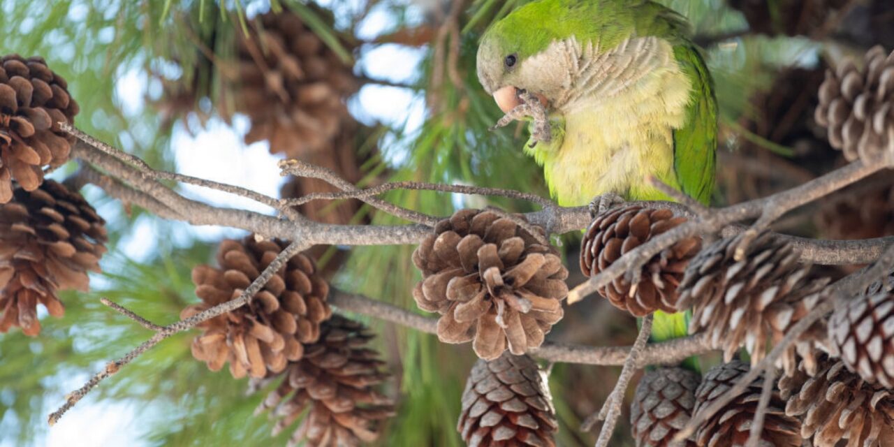 Le specie aliene si diffondono fino a mille volte più in fretta di quelle autoctone