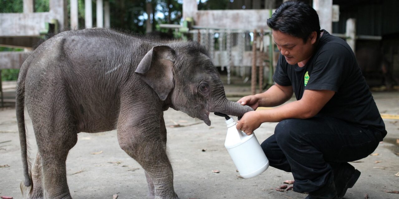 Dal minuscolo elefante del Borneo alle lucertole di Ibiza: ecco i nuovi animali a rischio estinzione