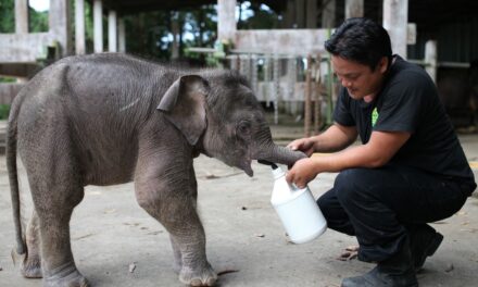 Dal minuscolo elefante del Borneo alle lucertole di Ibiza: ecco i nuovi animali a rischio estinzione