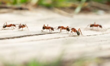 Se le formiche viaggiano in autostop: “Salgono in gruppo, regina compresa, a caccia di una nuova meta”